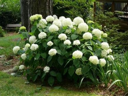 Hydrangea copac-cum ar fi grandiflora, plantarea, cultivarea, îngrijirea - viața mea