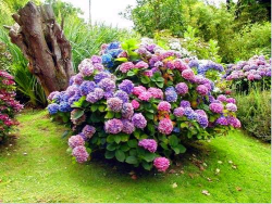 Hydrangea copac-cum ar fi grandiflora, plantarea, cultivarea, îngrijirea - viața mea