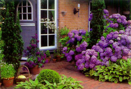 Hortenzia grandiflora fa, ültetés, termesztés, gondozás - az életem