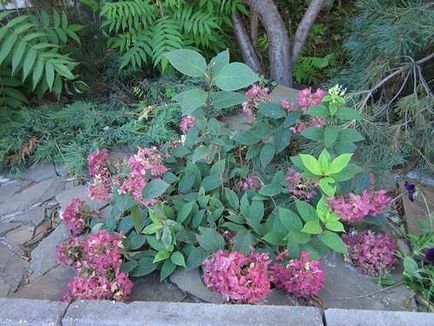 Hortenzia grandiflora fa, ültetés, termesztés, gondozás - az életem