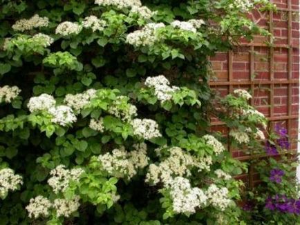 Hydrangea copac-cum ar fi grandiflora, plantarea, cultivarea, îngrijirea - viața mea