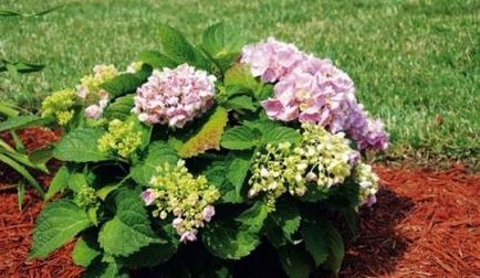 Hydrangea copac-cum ar fi grandiflora, plantarea, cultivarea, îngrijirea - viața mea