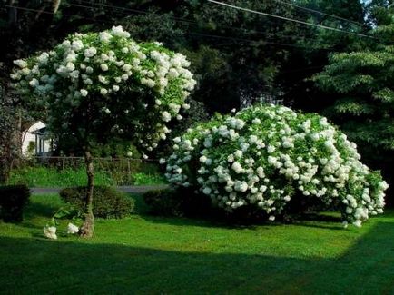 Hydrangea copac-cum ar fi grandiflora, plantarea, cultivarea, îngrijirea - viața mea