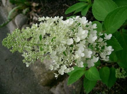 Hortenzia Grandiflora fotó, leírás, vélemények kertészek