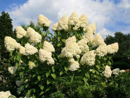 Hortenzia Grandiflora fotó, leírás, vélemények kertészek