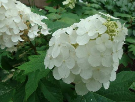 Hortensia plantare și îngrijire cu flori mari și cu flori mari