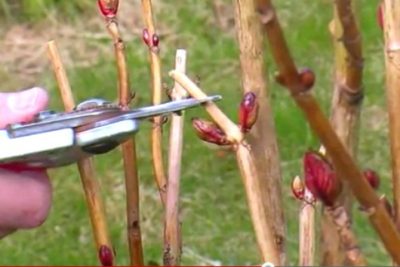 Kerti hortenzia, széleslevelű ültetés és gondozás a szabadban, télálló fajták