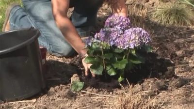 Hortensia frunze mari, plantare și îngrijire pe raze laterale în câmp deschis, soiuri rezistente la iarnă