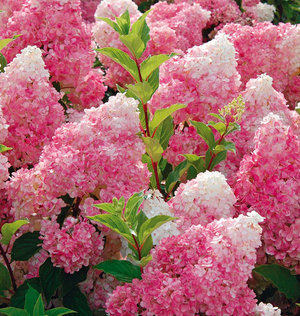 Hortensia paniculate grandiflora prezintă plantarea și îngrijirea