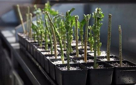 Hortenzia paniculata grandiflora különösen leszállási és indulási