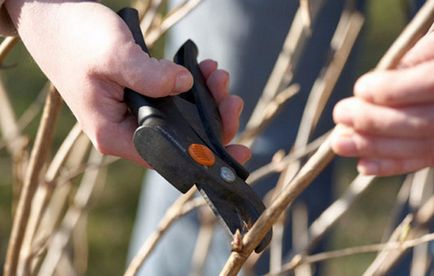 Hortenzia paniculata grandiflora különösen leszállási és indulási