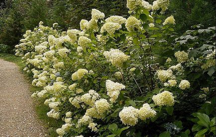 Hortenzia paniculata grandiflora különösen leszállási és indulási