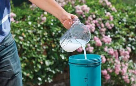 Hortenzia paniculata grandiflora különösen leszállási és indulási