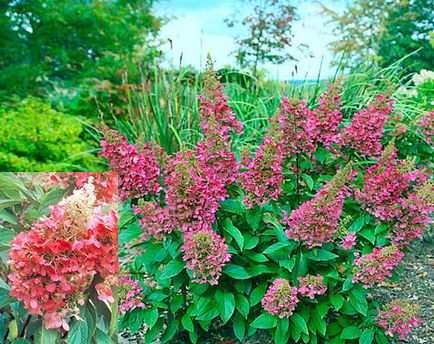 Hortensia prezintă trăsături de plantare și îngrijire