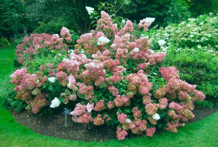 Hortensia prezintă trăsături de plantare și îngrijire