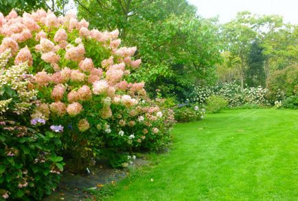 Hortensia prezintă trăsături de plantare și îngrijire