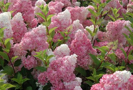 Hortensia prezintă trăsături de plantare și îngrijire