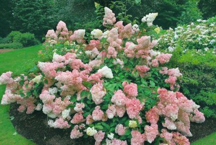 Hortensia prezintă trăsături de plantare și îngrijire