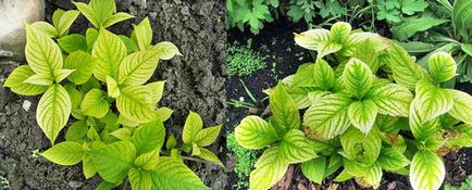 Hortenzia paniculata különösen leszállási és indulási