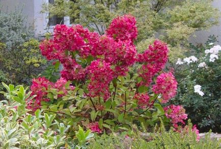 Hortenzia paniculata különösen leszállási és indulási