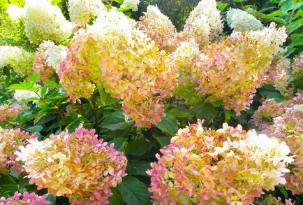 Hortenzia paniculata különösen leszállási és indulási