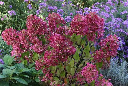 Hortensia prezintă trăsături de plantare și îngrijire