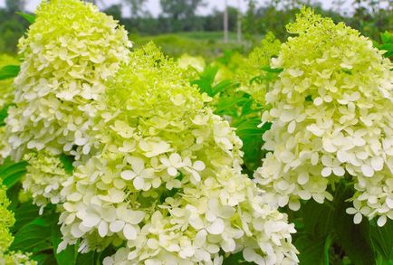 Hortenzia paniculata különösen leszállási és indulási