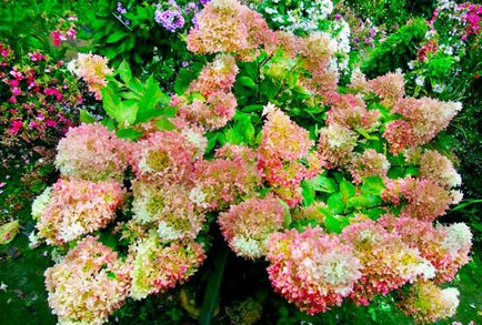 Hortensia prezintă trăsături de plantare și îngrijire