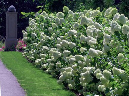 Hortensia prezintă trăsături de plantare și îngrijire