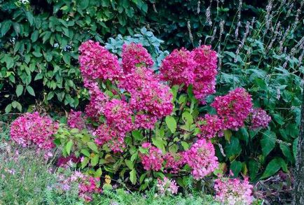 Hortensia prezintă trăsături de plantare și îngrijire