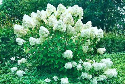 Hortensia prezintă trăsături de plantare și îngrijire