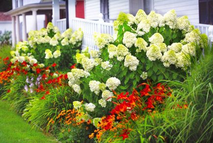 Hortensia prezintă trăsături de plantare și îngrijire