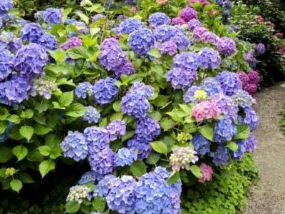 Hortensia plantare și îngrijire în republică adăpost teren deschis