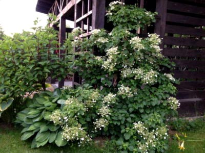 Hortensia plantare și îngrijire în republică adăpost teren deschis