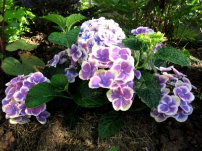 Hortensia plantare și îngrijire în republică adăpost teren deschis