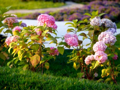 Hortensia plantare și îngrijire în republică adăpost teren deschis