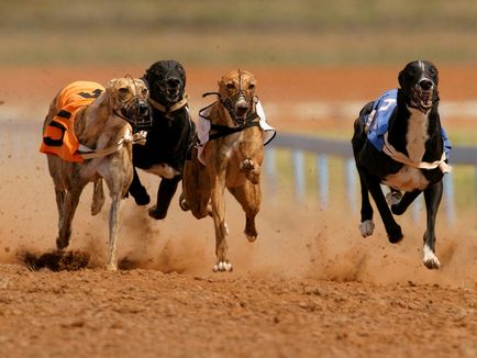 Greyhound ferrari printre câini