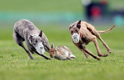 Greyhound ferrari printre câini