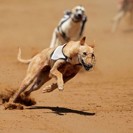 Greyhound ferrari printre câini