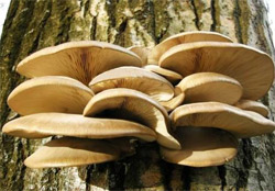 Гриби гливи - як вирощувати гриби гливи в домашніх умовах