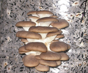 Ciupercile stridii - cum să crească ciupercile de stridii la domiciliu
