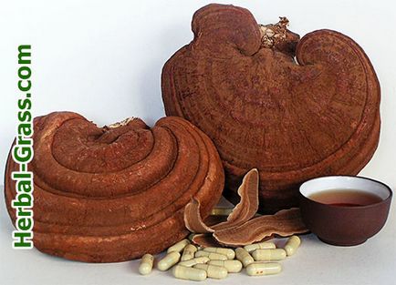 Reishi gomba - hasznos terápiás tulajdonságokkal, a használata a készítményekben (BAA) a kapszulák és tabletták (gomba) Reishi gomba - hasznos terápiás tulajdonságokkal, a használata a készítményekben (BAA) a kapszulák és tabletták