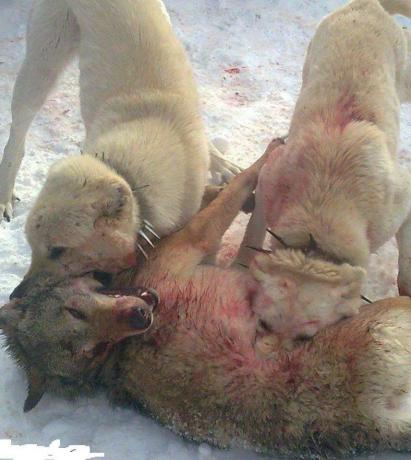 Georgian Shepherd - Georgia szeretettel! (Hegység) Georgian Shepherd - Georgia szeretettel!