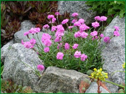 Carnation kert, évelő termesztés, ültetés és gondozás