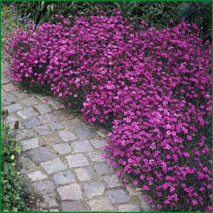 Grădina de grădină, cultivarea perenă, plantarea și îngrijirea