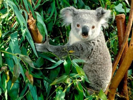 Цікаві факти про коал (8 фото)