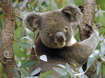 Interesant despre koala (8 poze)