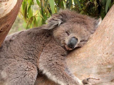 Interesant despre koala (8 poze)