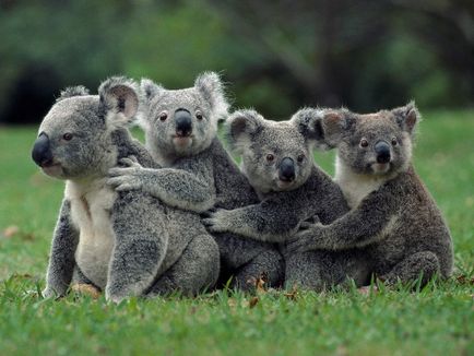 Цікаві факти про коал (8 фото)