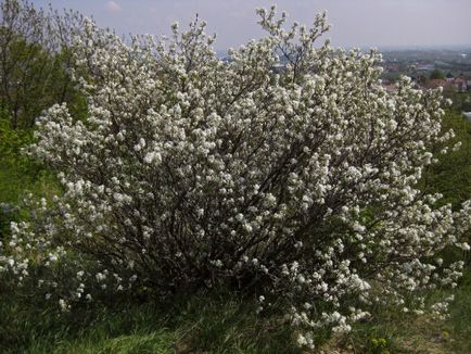 Irga creștere Bush, proprietati utile de fructe de padure